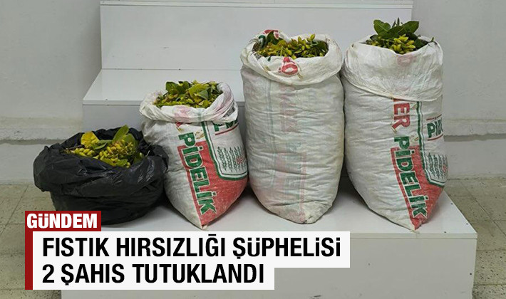 Fıstık hırsızlığı şüphelisi 2 şahıs tutuklandı